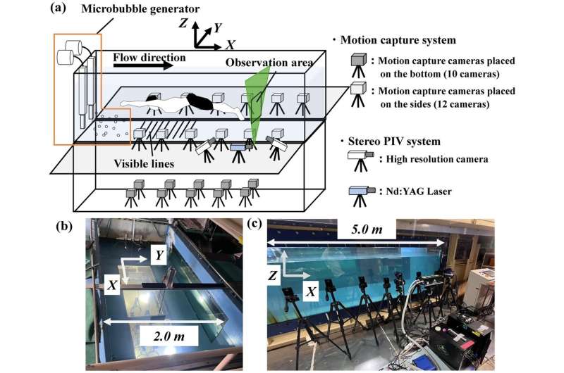 Variations in foot vortex dynamics with swimming speed during kick swimming